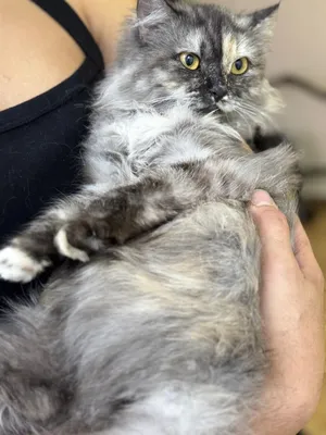 Persian cat girl - 8 months old - long hair