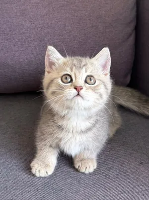 Pure Munchkin Female Kitten