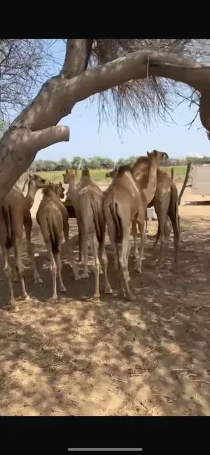 قعدان لبانيات للبيع