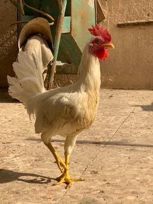 ديوجة عرب للبيع