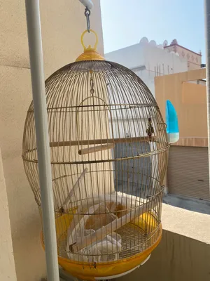 Cage for sale