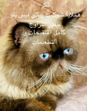 بيكي فيس ذكر وانثي