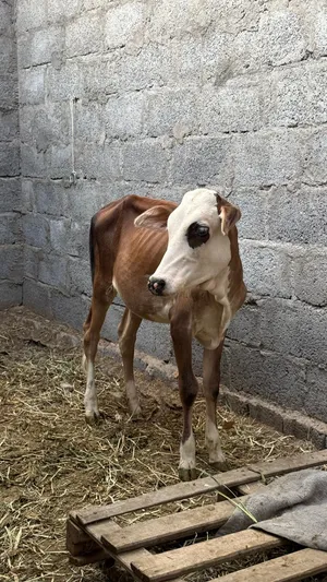 عجله للبيع