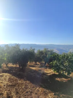 Farm Land for Sale in Jerash Al-Mastaba