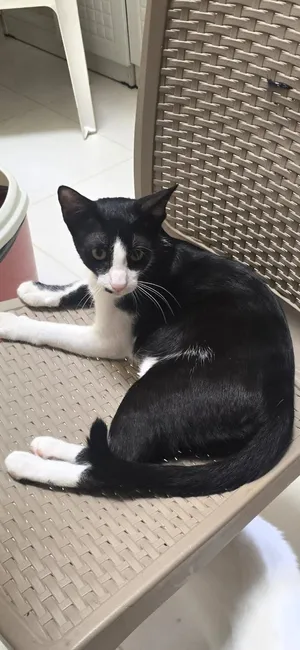 Oreo - Local Joyful Female (Spayed) for Free