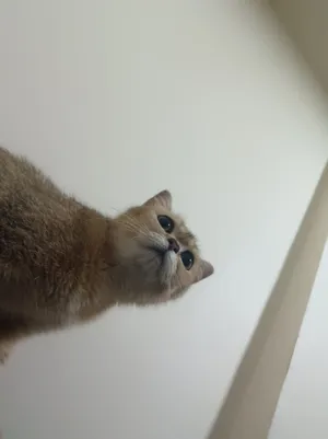 قطة سكوتش شورت هير للتبني