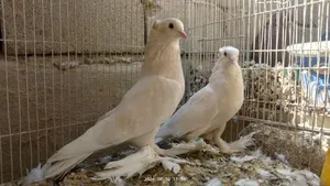 3زواج زيراي للبيع