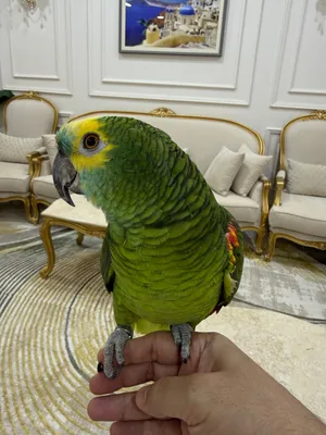 أمازون بلو فرنت جامبو 5000 درهم