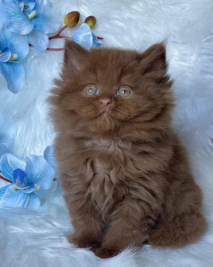 Adorable Chocolate Fluffy Kitten for Sale in UAE