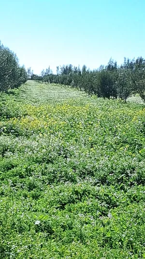 مزرعة-جاهزة-للبيع