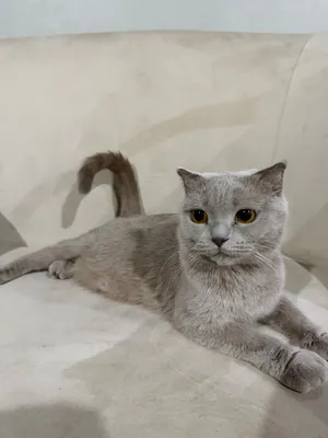 قطط لتبني كتنن
