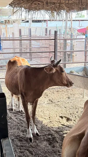 All kind off halal animals available نبيع جميع انواع الحلال