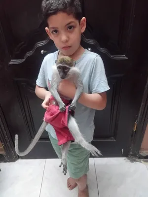 نسناس هادي