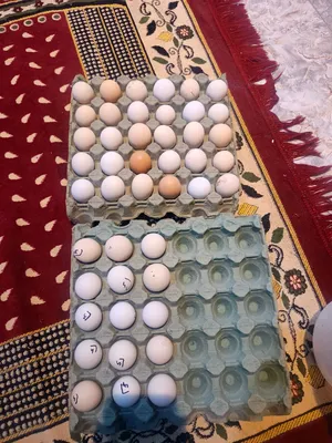 السلام عليكم خوان بيض عرب شرط التلقيح الطبقه 15الف