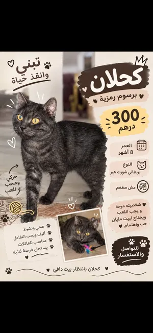 قطط للتبني برسوم رمزيه