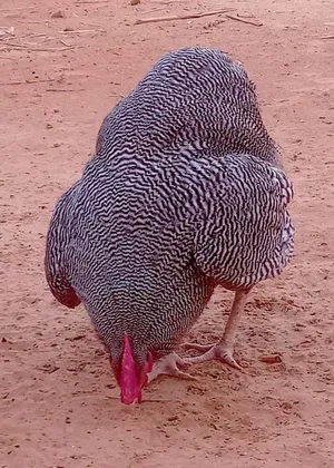 دجاج بليموت روك باري