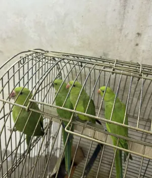 طيور دزه هنديه