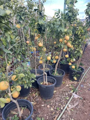 مشاتل الأندلس لإنتاج وبيع جميع أنواع الاشجار المثمره وأشجار الزينه الإيطاليه