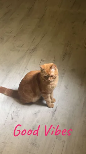 للتبني قط Orange tabby