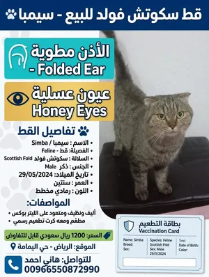 للبيع قط سكواتش فولد