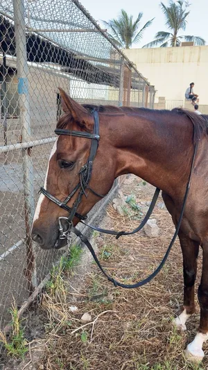 خيل عربي اصيل هادي ويصلح للمبتدئين للبيع ب