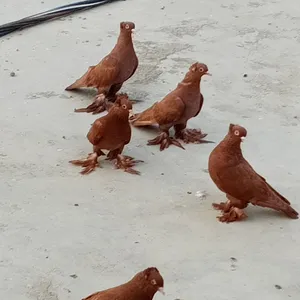 رواتب نجفيات ونانات