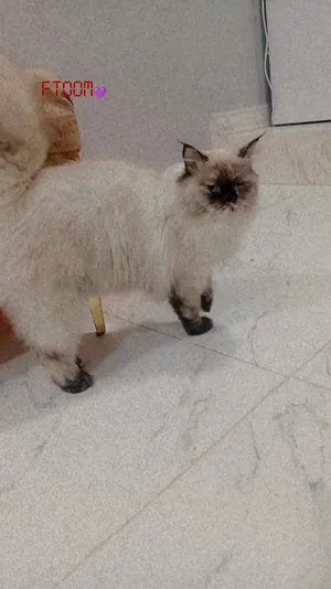 اللبيع قطه هملايه معا كامل ملحقاتها 75الف وبيها مجال