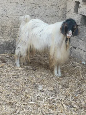 صخل هدد للبيع