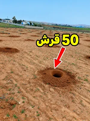 شتل زيتون شتل