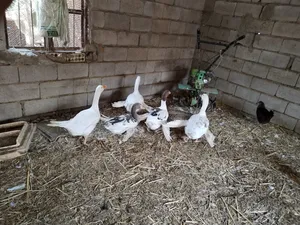 بط فرعوني عدد 5 بيعة وحدة