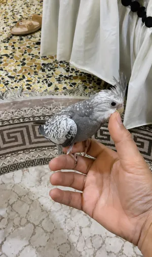 كوكتيل انكليزي وايت فيس ايزبل