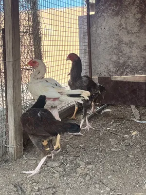 دجاج باكستاني