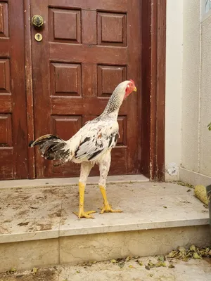 ديك باكستاني بيورر