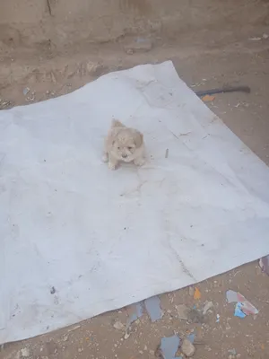 متوفر3جراو اناثي للبيع