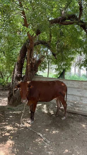 بقره سمينه فول