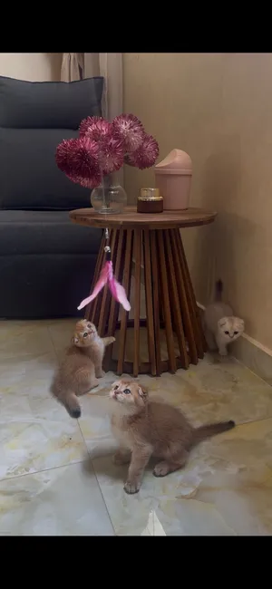 سكوتش فولد Scottish fold مستوي قوي 2500 قابل للتفاوض بالمعقول