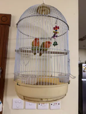 Love birds