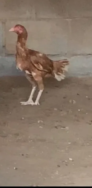 دجاج للبيع
