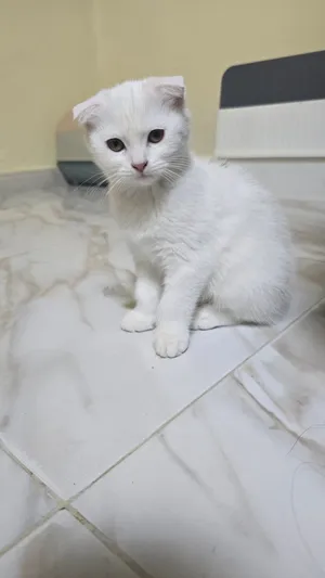 adoption Scottish fold kitten