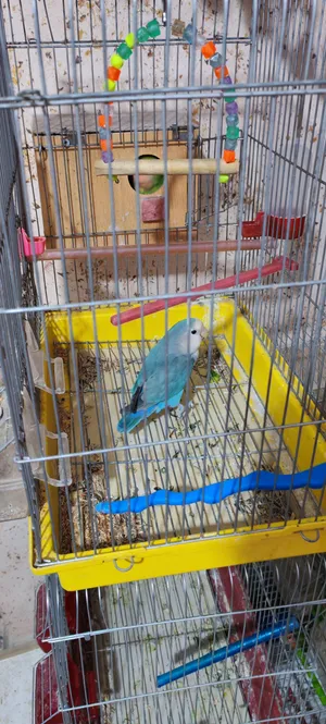 طيور روز للبيع