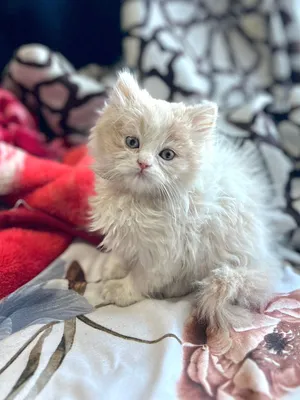 كيتن شيرازي عرررطه عمر شهرين ذكر فصيله نقيه وفخمه شهر كثيف وطويل ذكاء و سريع التعلم لعوب ونشيط