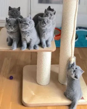 beautiful British short hair kittens for sale to a nice and loving family