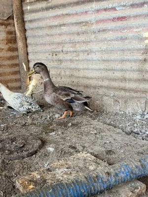 بش خضيري بري