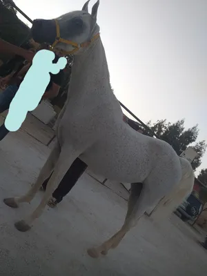 موجود فرس عربيه مسجله