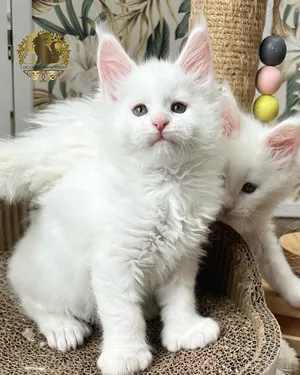 Maine Coon Kittens