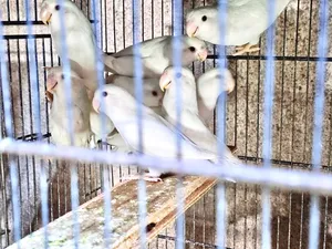 للبيع طيور روز غندور ابيض نقي انتاج بيت محمية