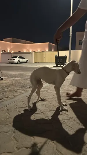 يروا سلوقي عربي بيور