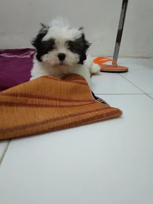 female shitzhu breed puppy