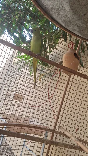 متوه زوج اخضر