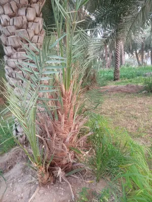 dates  baby  available All